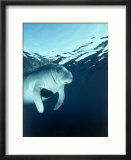 Manatee Underwater