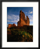 Courthouse Towers with Wildflowers in Foreground  Arches National Park  USA