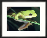 Frog Climbing On To A Leaf  Louisiana