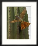 An Ash Throated Flycatcher Flies from its Nest in a Cardon Cactus