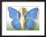 Skull with Butterfly Wings