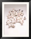 Group of Rabbits