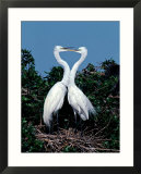 Great Egrets in a Courtship Ritual at Nest