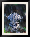 Alligator in Shallow Water