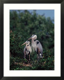 Pair of Great Blue Herons in Breeding Plumage at Nest