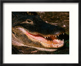 Alligator Close-up