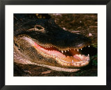Alligator Close-up