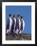 King Penguins in a Mating Ritual March  South Georgia Island