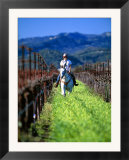Equestrian Riding in a Vineyard  Napa Valley Wine Country  California  USA