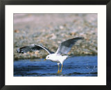 Mew Gull Flying  Alaska  USA