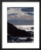 Silhouette of Seagull Flying Over Scenic Rocks and Water