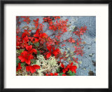 Bear Berry and Blue Berry in Autumn  Denali National Park  Alaska  USA