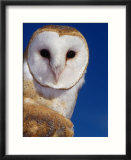 Barn Owl