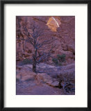 Garden of Eden  Tree with Arch  Arches National Park  Utah  USA