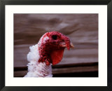Domestic Turkey on a Farm in Vermont  USA