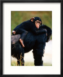 Baby Chimpanzee Lying on Mother's Back (Pan Satyrus)  Miami  USA