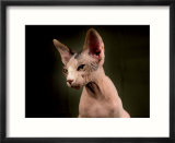 Young Hairless Sphinx Cat