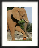 An African Elephant Prepares to Smash a Pumpkin
