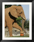 An African Elephant Prepares to Smash a Pumpkin