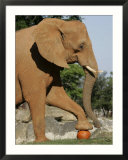 An African Elephant Prepares to Smash a Pumpkin