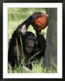 A Young Chimpanzee Attempts to Crack a Coconut Colored Orange to Look Like a Pumpkin