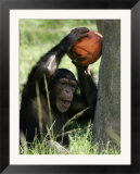 A Young Chimpanzee Attempts to Crack a Coconut Colored Orange to Look Like a Pumpkin