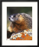 Yellow-bellied Marmot  Yellowstone National Park  Wyoming  USA
