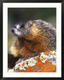 Yellow-bellied Marmot  Yellowstone National Park  Wyoming  USA