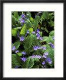 Omphalodes Verna
