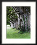 Beech Trees at Badbury Rings  UK