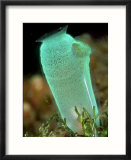 Sea Squirt  Lembeh Straits  Indonesia
