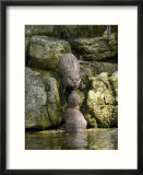 Asian Short Clawed Otters  Pair of Otters Greeting on a Waterfall  Earsham  UK
