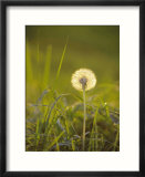 Dandelion in Evening Light  Scotland