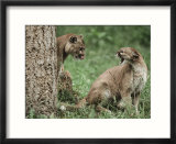 Mountain Lion  Male/Female Relationship  Washington