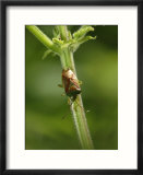 Hawthorn Shield Bug on Umbellifer  Middlesex  UK