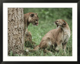 Mountain Lion  Male/Female Relationship  Washington
