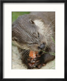 European Otter  Eating Salmon  Sussex  UK