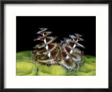 Christmas Tree Worm  Belize  Caribbean