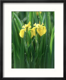 Yellow Iris  Caithness  Scotland