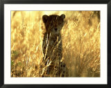 Cheetah  Cub  Namibia