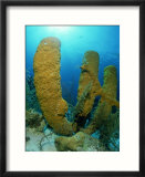 Tube Sponges  Belize  Central America