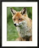 Red Fox  Portrait  Sussex  UK