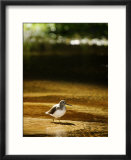Common Sandpiper in Shallow Sandy River  Madhya Pradesh  India