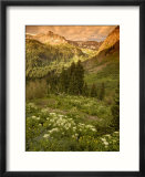 Yankee Boy Basin Scenic  Summer  USA