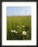 Wildflower Meadow  UK