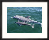 Bottlenose Dolphins Adult and Young  Honduras