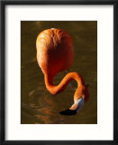 Caribbean or West Indian Flamingo  California  USA