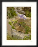American Pika  Yankee Boy Basin  Colorado  USA