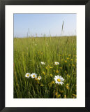Wildflower Meadow  UK