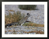 Greater Roadrunner  New Mexico